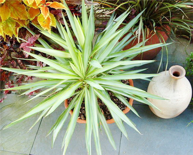 "Yucca" namuose: priežiūra ir reprodukcija