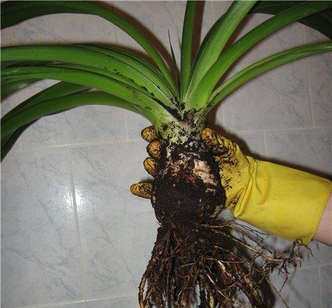 "Yucca" namuose: priežiūra ir reprodukcija