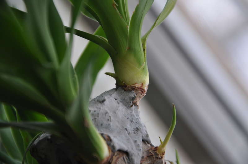 "Yucca" namuose: priežiūra ir reprodukcija