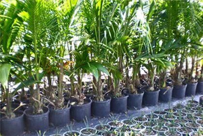 "Yucca" namuose: priežiūra ir reprodukcija