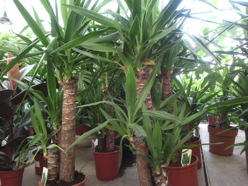 "Yucca" namuose: priežiūra ir reprodukcija
