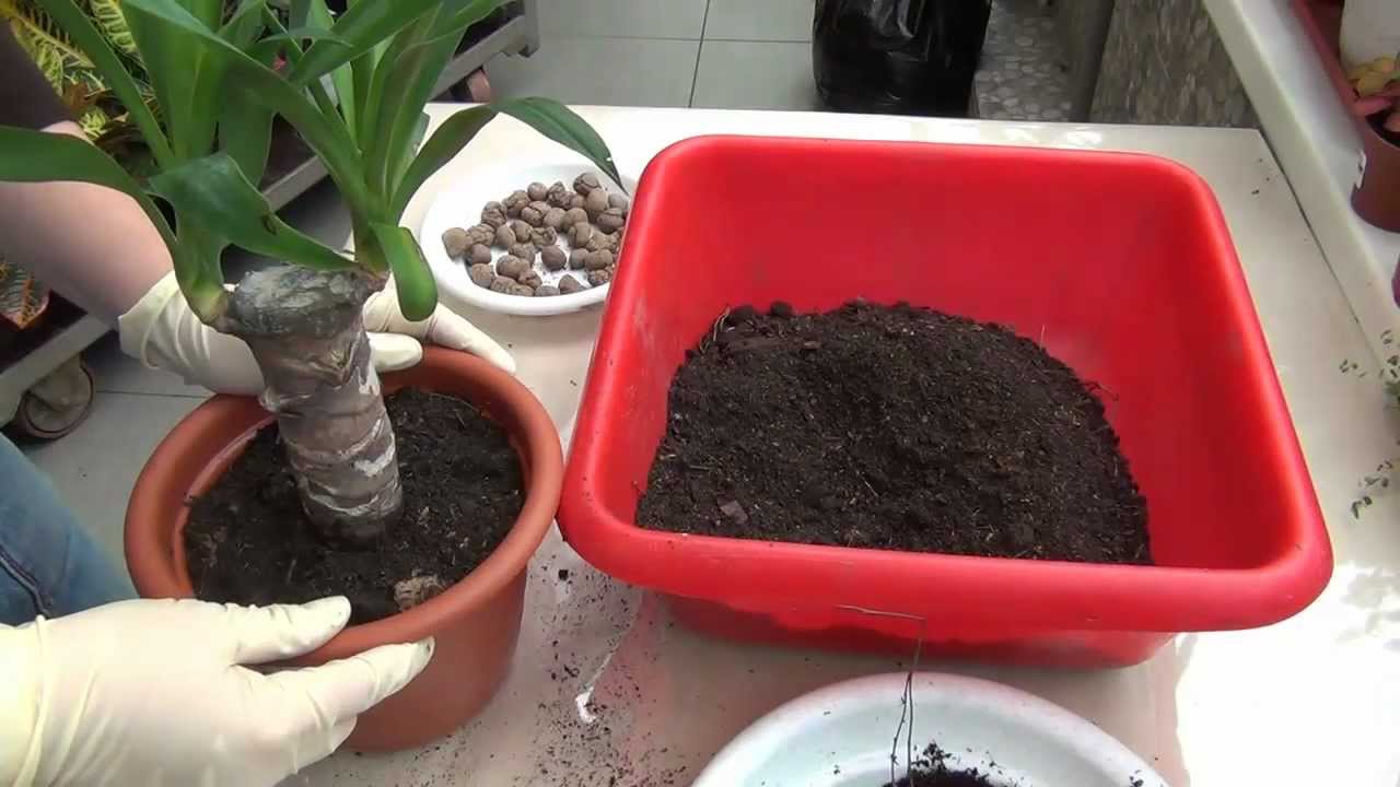 "Yucca" namuose: priežiūra ir reprodukcija