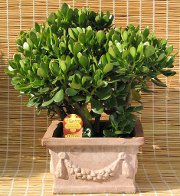 Feng shui biuras