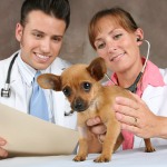 Profesija veterinarijos gydytojas