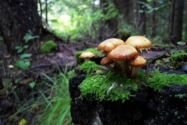 Grybų abėcėlė: grybai yra klaidingi ir sudėtingi, nuotraukos