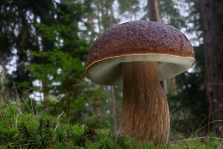 Borovikas: nuotrauka ir aprašymas