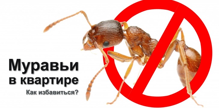 Kaip atsikratyti skruzdžių?