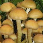 Kaip atskirti klaidingą medaus agariką nuo valgomojo