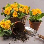 Kaip transplantuoti gėles Kaip transplantuoti gėles