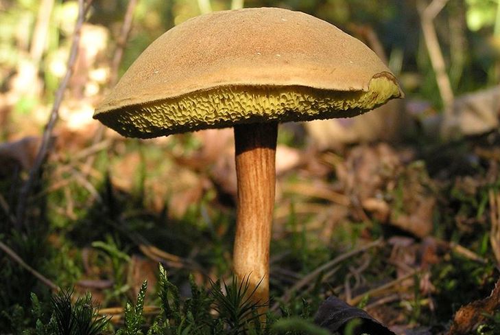 Kurie grybai dažniausiai pamirštami miške