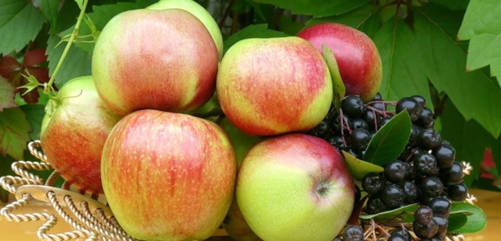 Neskubėkite obelų, kol ji bus žalia: kada švęsti "Apple" Gelbėtoją