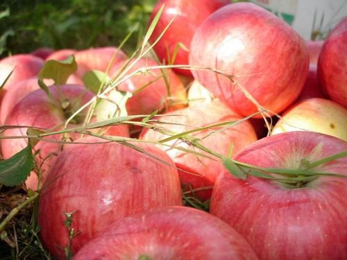 Neskubėkite obelų, kol ji bus žalia: kada švęsti "Apple" Gelbėtoją