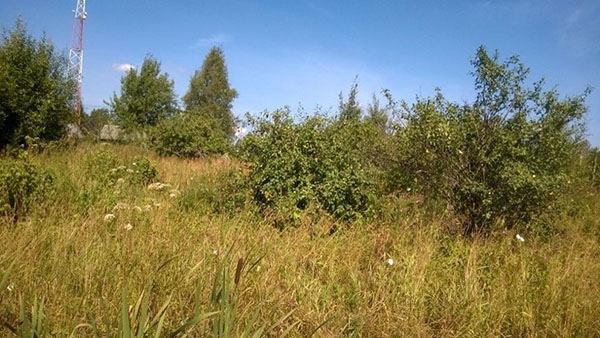 Ir vis dėlto, vasara-2017 atvyks į Maskvą ir centrinę Rusijos juostą ar ne