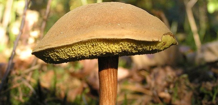 Neteisingas beržbarkas: saugokitės pavojingo dvigubo Neteisingas beržbarkas: saugokitės pavojingo dvigubo
