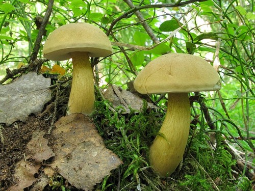 Neteisingas beržbarkas: saugokitės pavojingo dvigubo Neteisingas beržbarkas: saugokitės pavojingo dvigubo