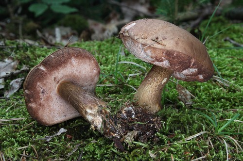 Neteisingas beržbarkas: saugokitės pavojingo dvigubo Neteisingas beržbarkas: saugokitės pavojingo dvigubo