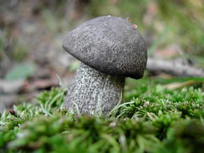 Geriausias rudens grybelis: gervuogė
