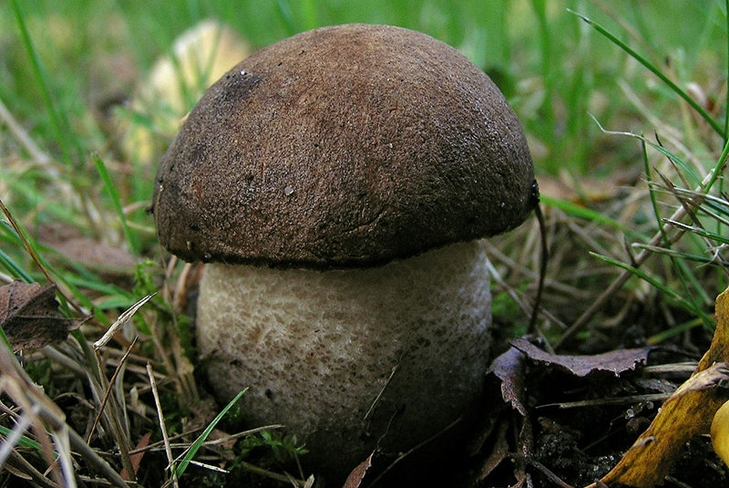 Geriausias rudens grybelis: gervuogė