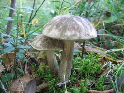 Geriausias rudens grybelis: gervuogė