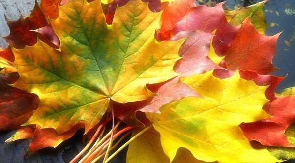 Rudens balo scenarijus vidurinės mokyklos moksleiviams ir 5-7 klasėms. Stengazeta ir šokių rudens kamuoliukas