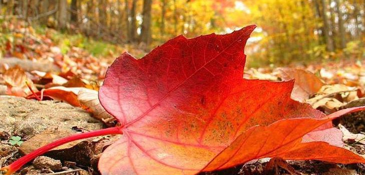 Rudens kamuoliui skirtos dainos ir eilėraščiai moksleiviams - geriausi, šiuolaikiški, gražūs ir trumpi