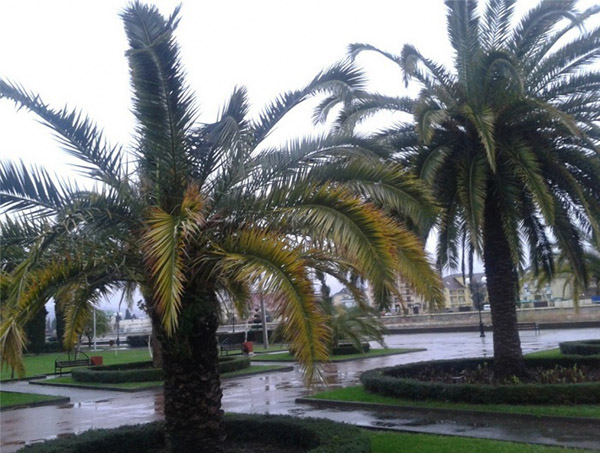 Orai Sočyje 2016 m. Gruodžio mėn. - tikslų vandens ir oro temperatūros prognozę iš Hidrometeorologijos centro