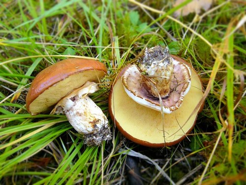 Valgomieji grybai: klasifikacija ir atsargumo priemonės