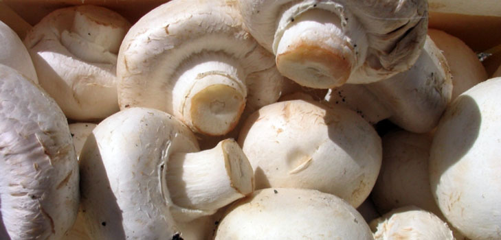 Augantys grybai namie