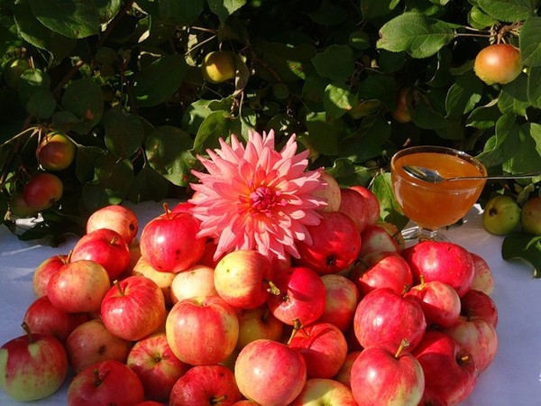 "Apple Spas" 2016 m. - atostogų istorija, tradicijos, ritualai, sąmokslai, maldos, ženklai. Sveikiname "Apple Spas-2016" eilutėje ir prozoje - trumpąsias SMS, juokingas korteles
