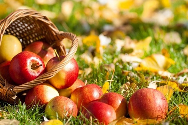 "Apple Savior", sveikiname SMS, trumpas, juokingas. Sveikiname "Apple" Išganytoją eilutėje ir prozoje "Apple Savior", sveikiname SMS, trumpas, juokingas. Sveikiname "Apple" Išganytoją eilutėje ir prozoje