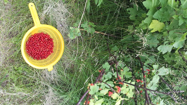 Raudonųjų serbentų uogienė - receptai žiemai