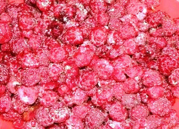 Avietės su cukrumi žiemai be virimo, Pyatiminutka, šaldytuve. Receptas šviežioms avietėms, tarkuotam su cukrumi