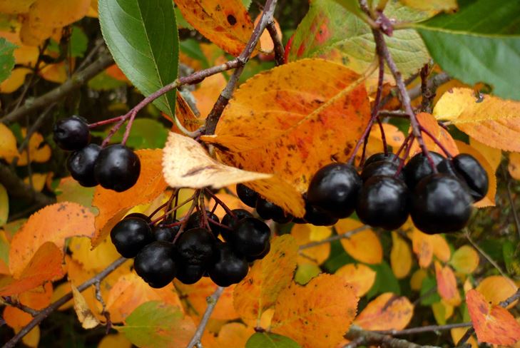 Naudingi ruošiniai žiemai: sirupas iš giliavandenių akmenų