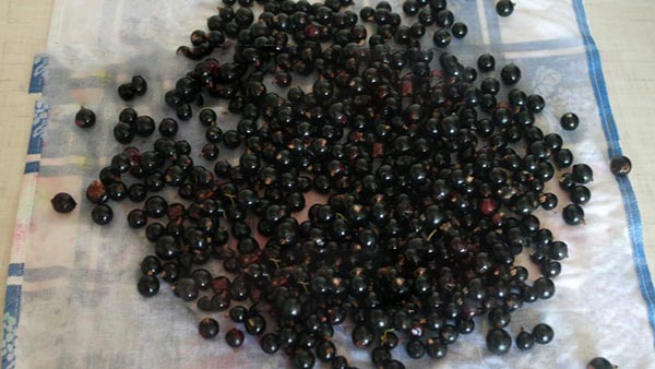Serbentų su cukrumi žiemai be virimo, Pyatiminutka, sušaldytos. Currant receptas, tarkuotas su cukrumi žiemai (be šaldytuvo)