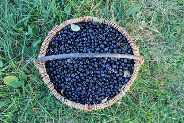 Džemas iš juodųjų dumblių