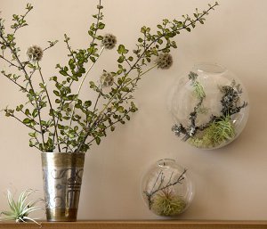 Florariumas: originalus jūsų interjero apdaila