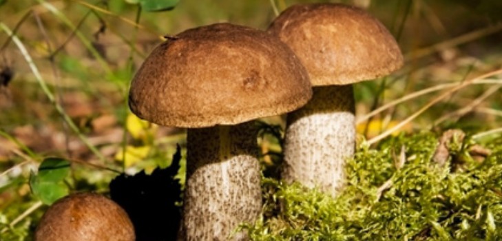 "Underparts": receptai, skirti gaminti grybų patiekalus
