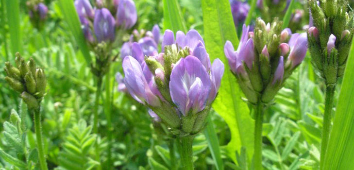 Astragalus: terapinės savybės, fotografija, taikymas