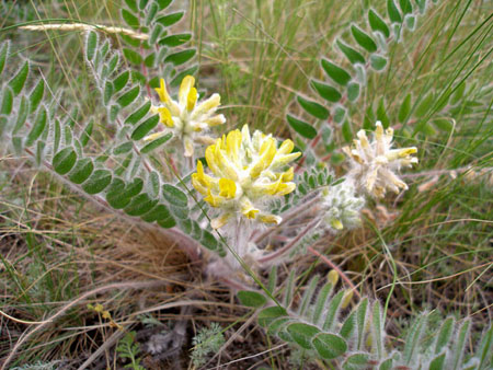 Astragalus: terapinės savybės, fotografija, taikymas