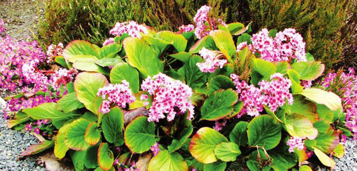Badanas: vaistinės savybės, nuotrauka, nauda sveikatai
