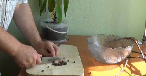 Kas yra aukso ūsai ir ką jis išgeria? Naudingos aukso ūsų savybės (su nuotrauka)