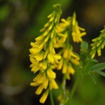 Medicininis atsiskyrėlis liaudies medicinoje Medicininis atsiskyrėlis liaudies medicinoje