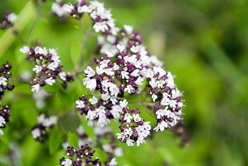 Oregano, jo gydomieji savybės ir taikymas