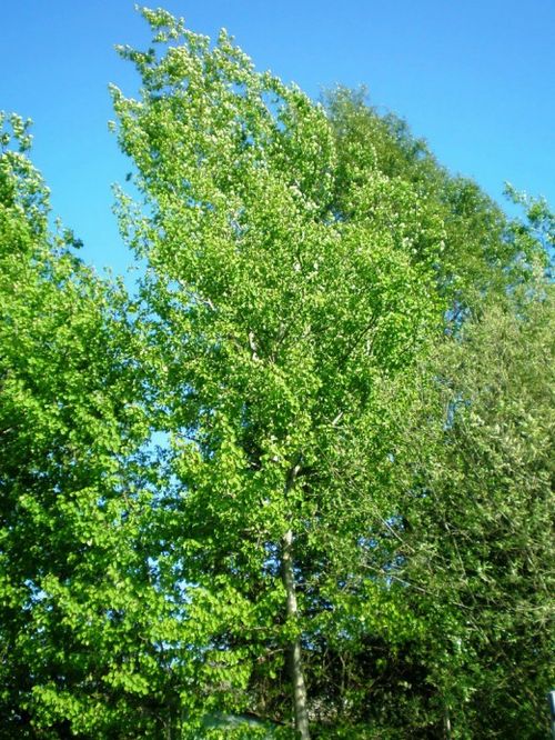 Giliųjų agurklių žievės gydomųjų savybių