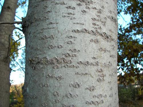 Giliųjų agurklių žievės gydomųjų savybių
