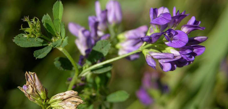 Lucerne: naudingos savybės, nuotraukos, receptai