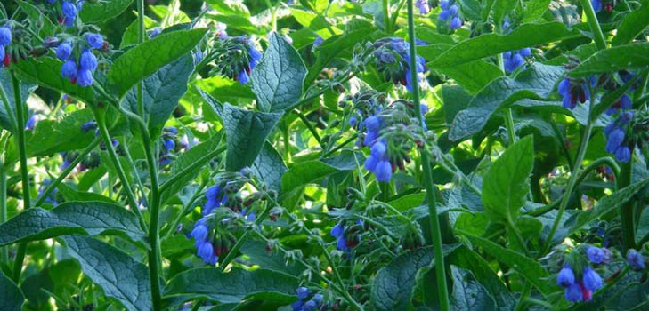 "Comfrey officinalis": "Comfrey" vartojimo ir gydomieji savybės