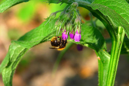 "Comfrey officinalis": "Comfrey" vartojimo ir gydomieji savybės