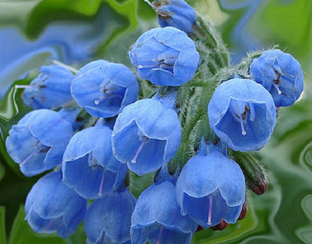 "Comfrey officinalis": "Comfrey" vartojimo ir gydomieji savybės