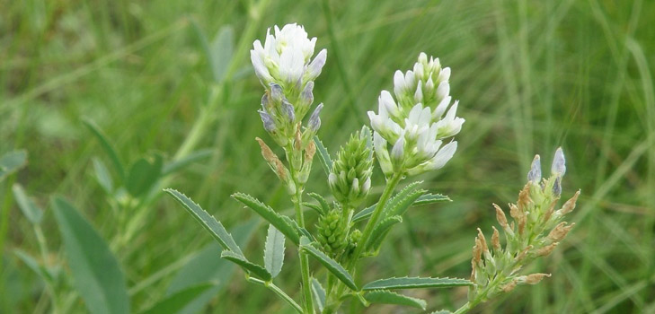 Fenugreek - kas tai? Naudingos savybės smiltainis (su nuotrauka)